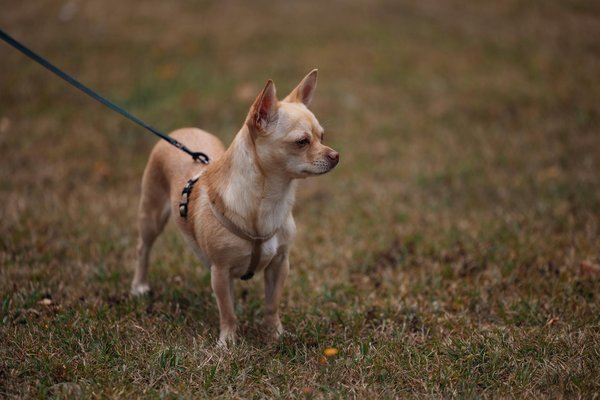 How are technological advancements shaping future industries?